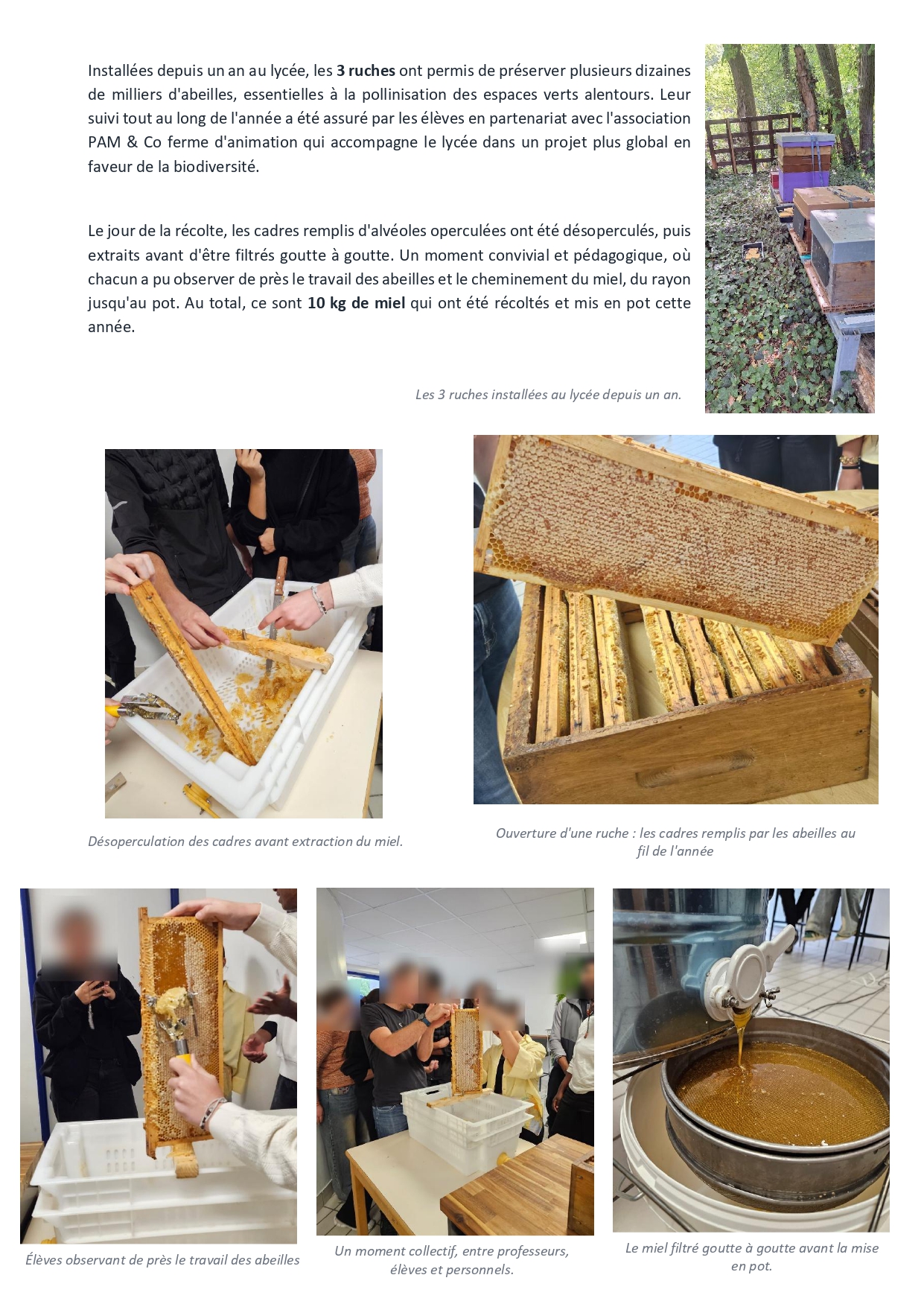 lycée jean monnet franconville article miel